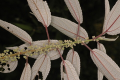 Debregeasia longifolia